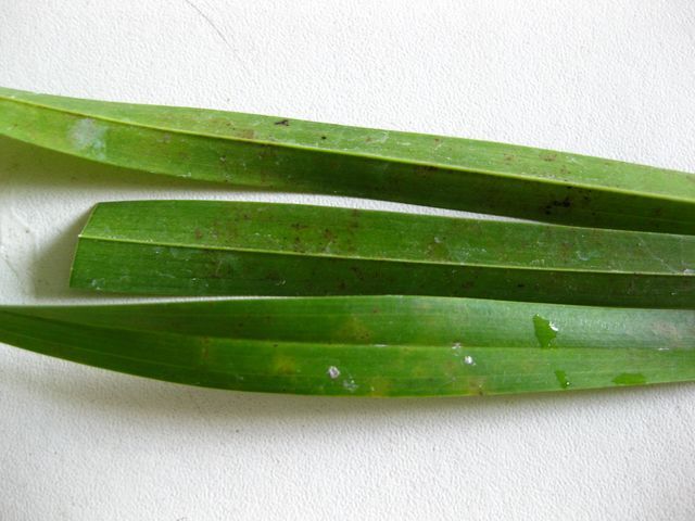 Grammathophyllum leaves