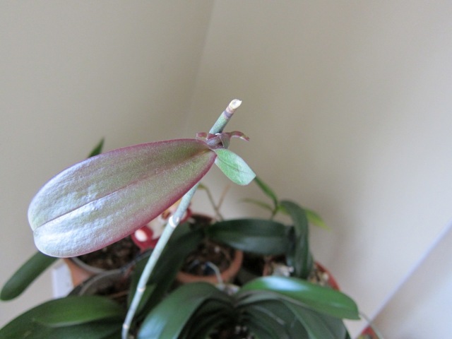 Mystery orchid