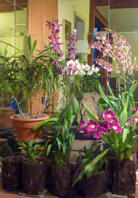 Indoor Garden