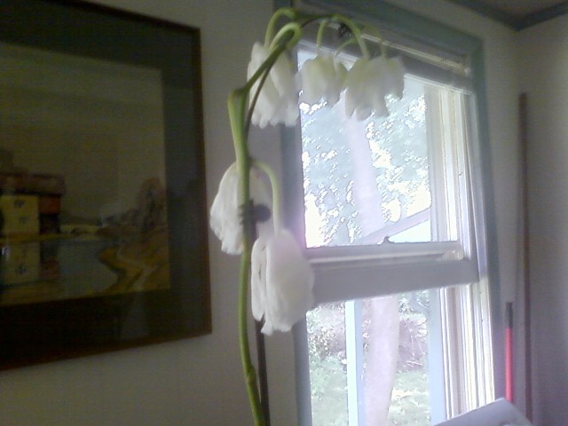 Wilting orchid