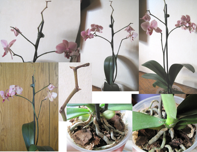 New Orchid