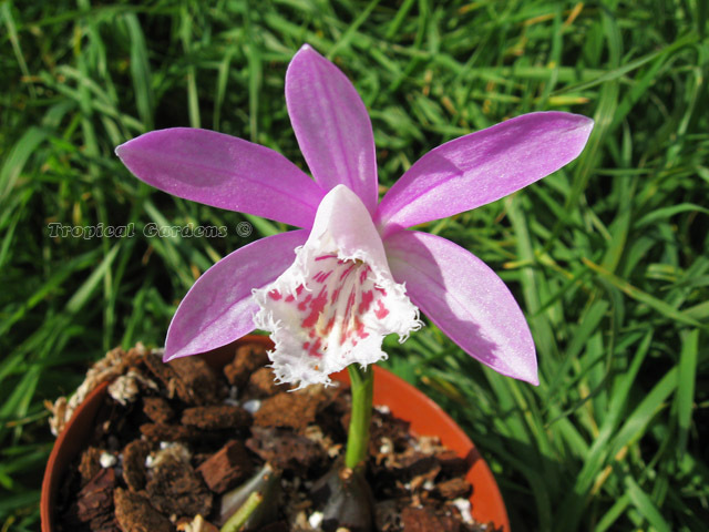 pleione formanosa