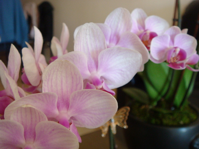 mini phal flowers