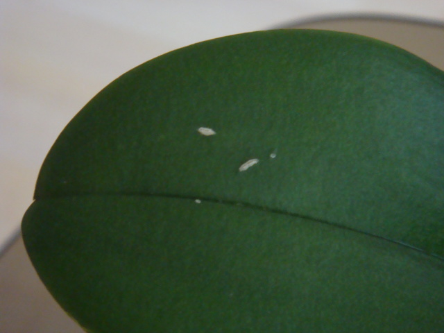 phal leaf