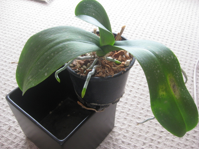 Orchid plant