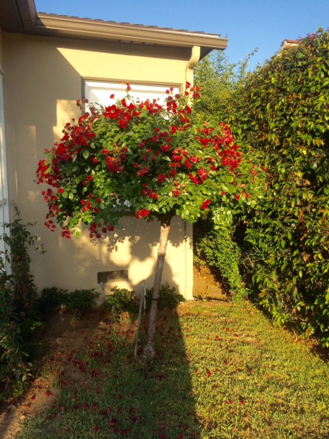 Rose Bush