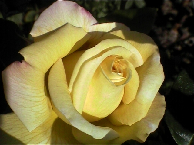 one of my fav roses