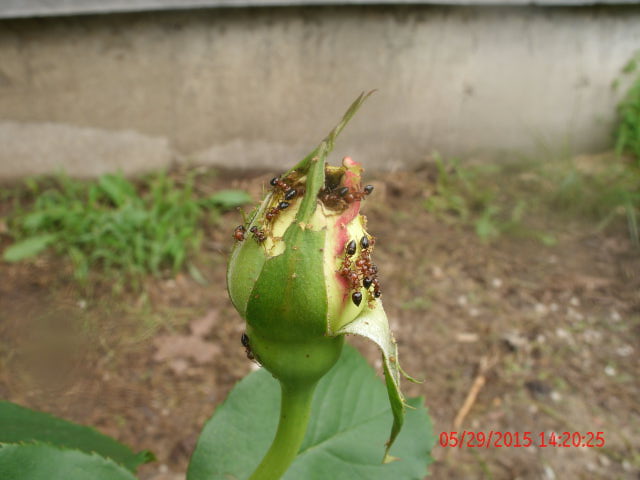 Ants Eating my Rose buds.