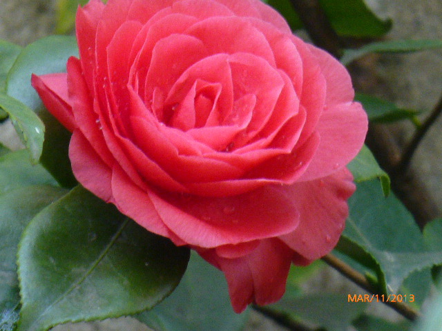 An organic roses