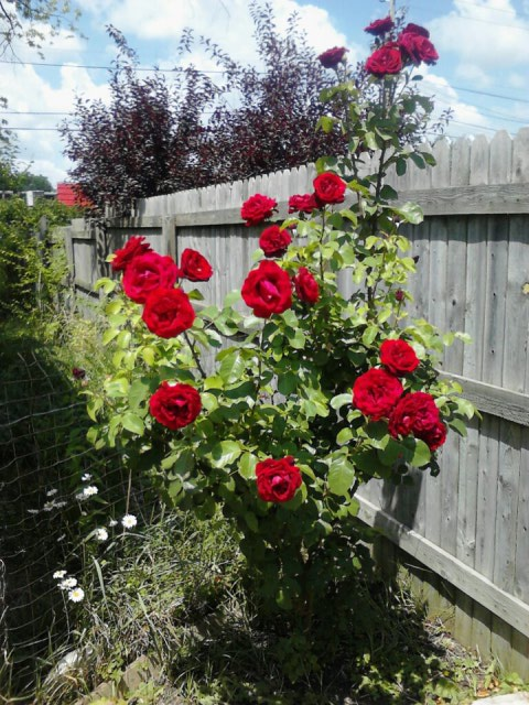 Rose Bush