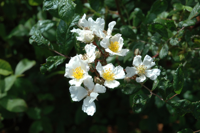 rosa multiflora