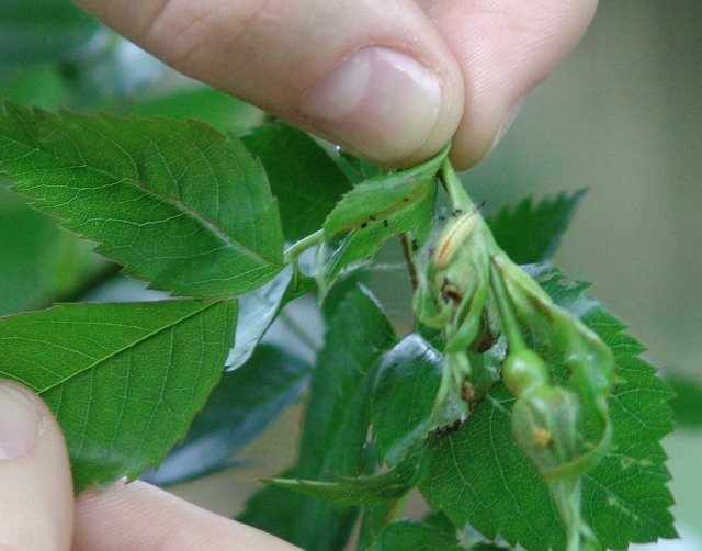 rose bud caterpillar