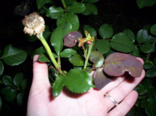 Floribunda Leaflets