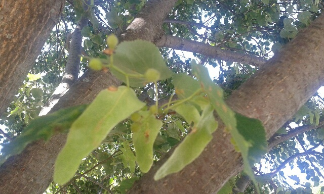 New growth pods