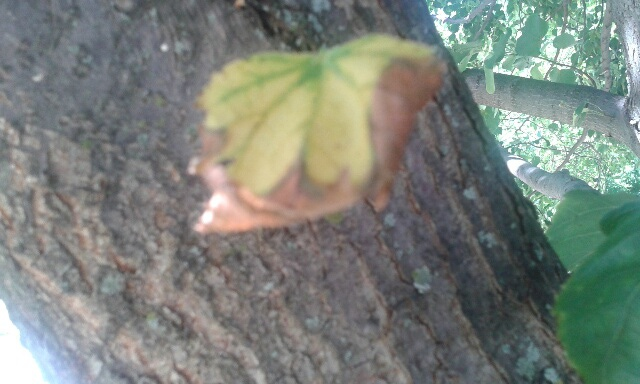 yellow leaves