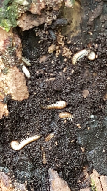 larvae