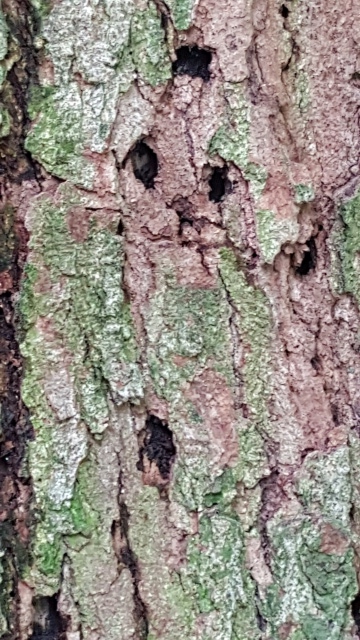 redbud trunk