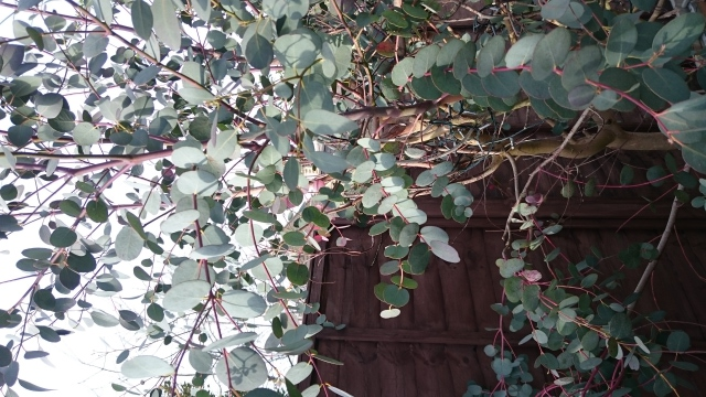 eucalyptus silver dollar with red spots on leaves