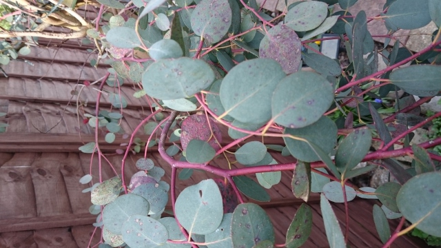 eucalyptus silver dollar with red spots on leaves1