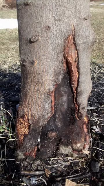 Crimson Maple Tree