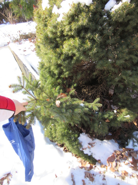 reverted branch on spruce
