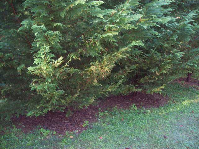 leyland cypress