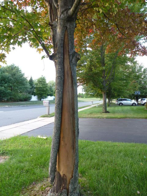 Damaged Bark