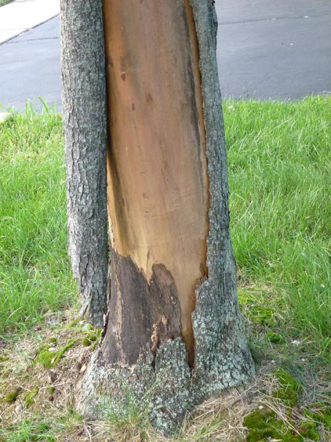 Damaged Bark