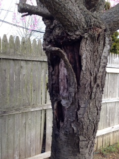 Bark Peeling