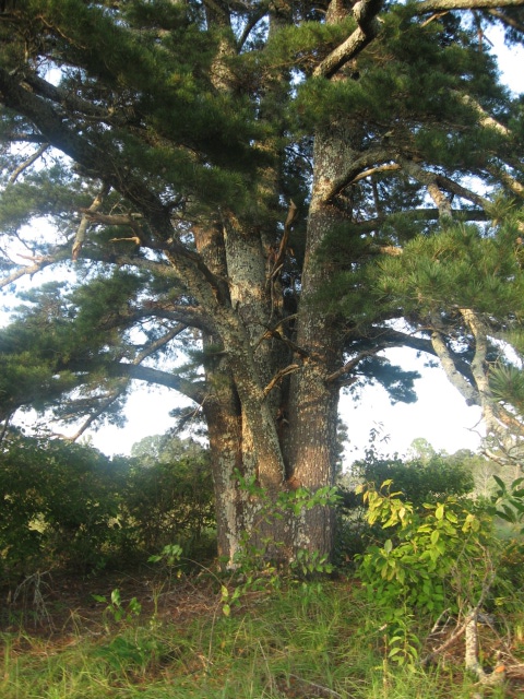 Short Leaf Pine trunk
