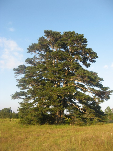 Short Leaf Pine