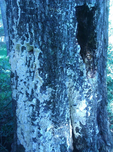general area of rotten bark