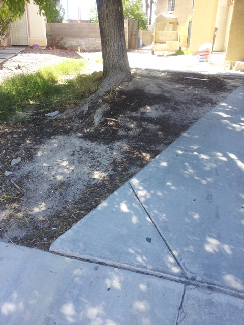 ash tree heaving up driveway2