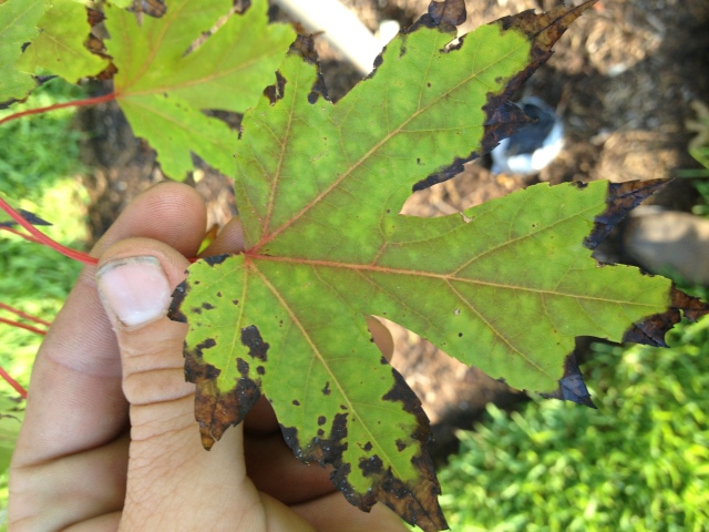 Red maple leaf spots