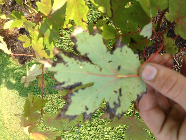 Red maple leaf