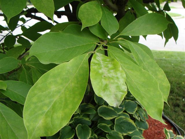 Magnolia leaves