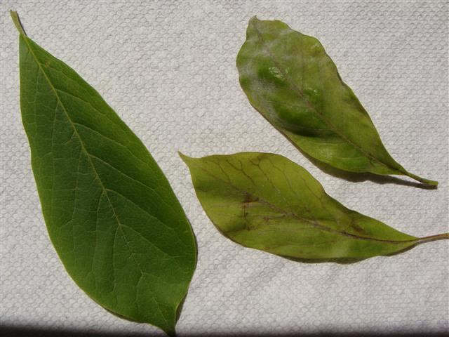 Magnolia leaves