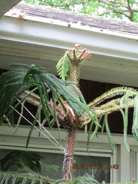 NORFOLK PINE