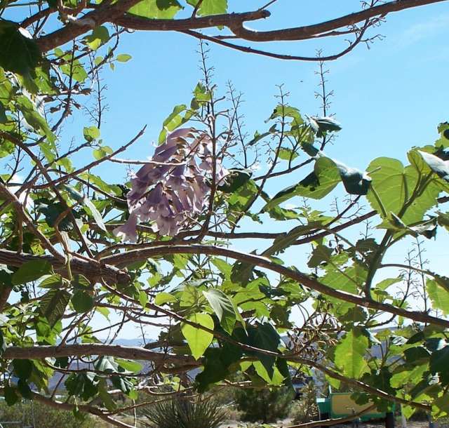 flower on tree