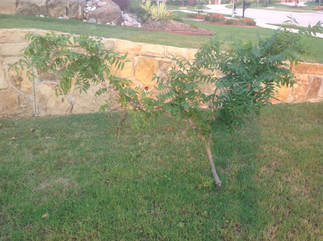 Chinese Pistache Tree