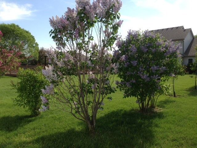 Lilac bushes