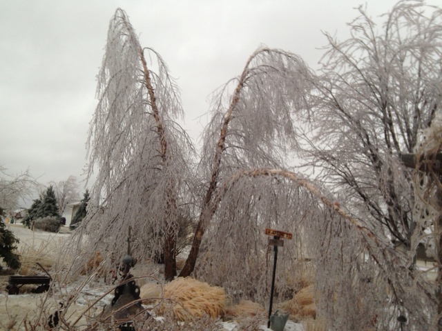 River birch after ice storm