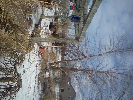 Tree after ice melted with break on one trunk