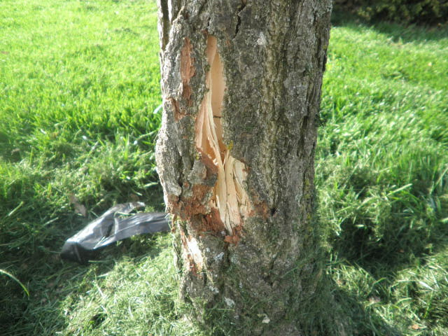 tree damage