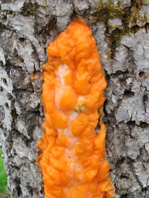 orange fungus