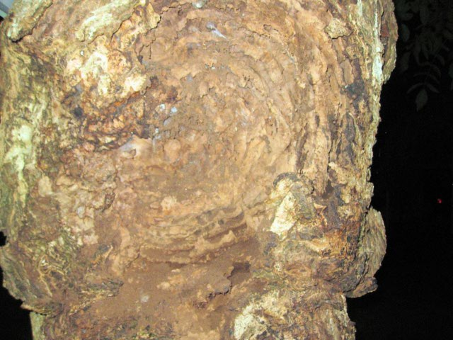 Bark/Tree Damage