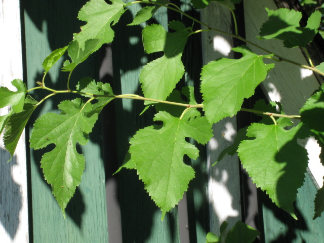 Tree Branch