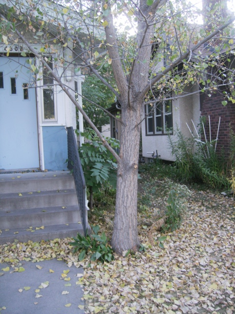 Cottonwood Tree