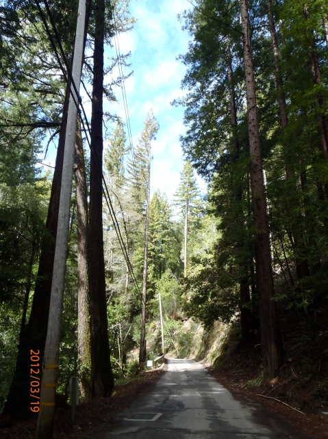 redwood branch removal 