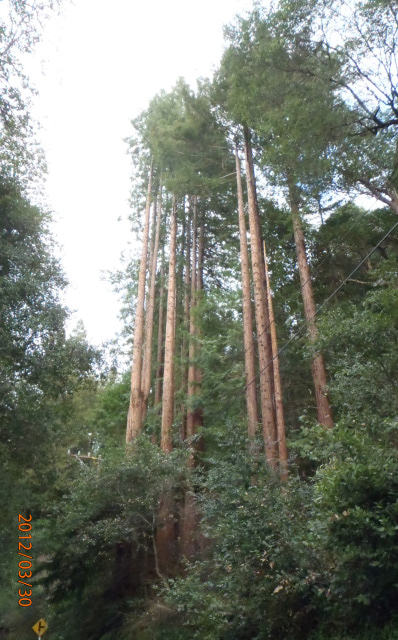 coast redwood shaving